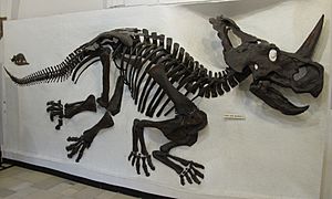 Paläontologisches Museum in München Monoclonius.JPG