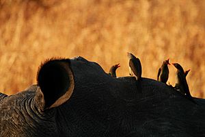 Red-billed oxpeckers