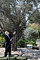 Reuven Rivlin in the annual olive harvest in the garden of Beit HaNassi, November 2020 (GPOHA1 2768)