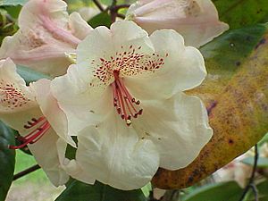 Rhododendron x campylocarpum3