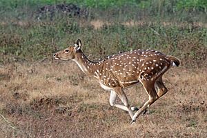 Spotted deer (Axis axis) female running