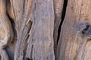 Utah, Cedar Breaks National Monument, Great Basin Bristlecone Pine, bark