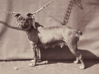 02. Old English Bulldog, 1863. Paris, France. 2