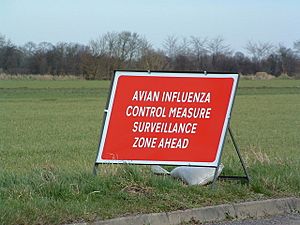 Avian Influenza (Bird Flu) Sign - geograph.org.uk - 339930