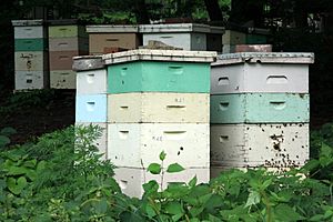 Beehives in Mankato, Minnesota