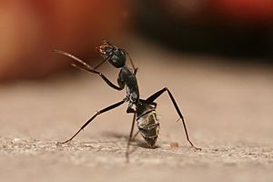 Camponotus flavomarginatus ant