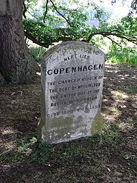 Copenhagen's grave, Stratfield Saye - geograph.org.uk - 1419327