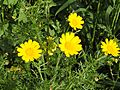 Crown daisy - Glebionis coronarium