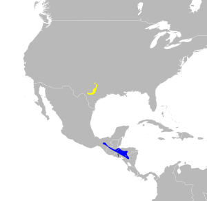 Dendroica chrysoparia map.svg