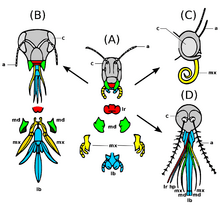 Evolution insect mouthparts coloured derivate