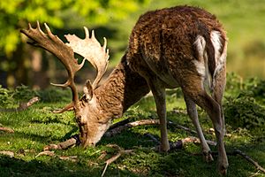 Fallow buck deer with palmate antlers in sunlight