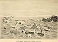 Feathered game of the Northeast (1907) (14755150402)