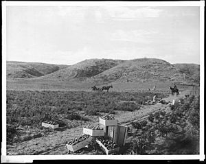 Group of people picking tomatoes, Hammel and Denker ranch, foothills east of Sherman, California (CHS-2049)