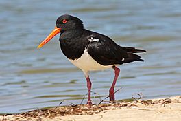 A black and white bird with a long orange bill and pink legs walks amid sand and brown vegetation along the edge of a body of water