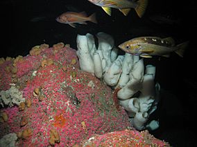 Yellowtail Rockfish and Boot Sponges - NOAA.jpg