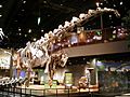 Alamosaurus-mount-in-Perot-museum