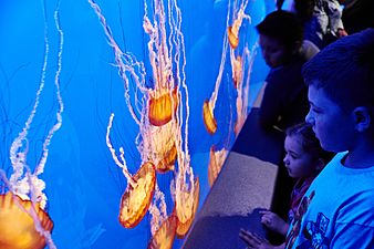 Children look at orange jellyfish in front of a vividly blue background