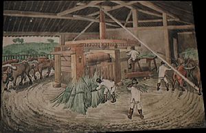 Florence sugar cane mill