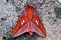 Giant silk moth (Adelowalkeria tristygma)