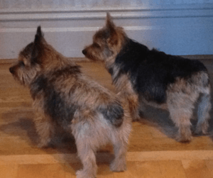 Grizzle and Black and Tan Norwich Terriers