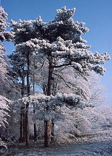 Heavy Hoar Frost on Trees, Hartsholme Country Park, Lincoln - geograph.org.uk - 622213