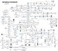 Human Metabolism - Pathways