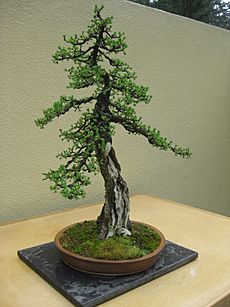 Larix laricina bonsai by Nick Lenz