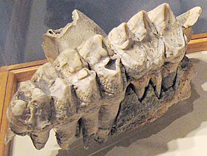 Mastodon teeth