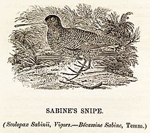 Sabine's Snipe woodcut Bewick's British Birds 1847