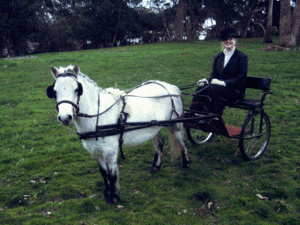 Shetland Pony in Harness and Cart