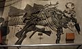 Stegosaurus National Museum of Natural History