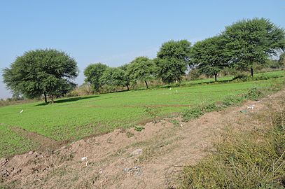 Vachellia nilotica, Village Behlolpur, Punjab, India