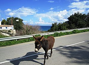 Wild donkeys on Cyprus