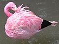 Andean Flamingo Adult, Phoenicopterus andinus