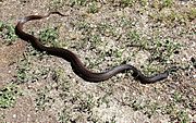 Black Pine Snake.jpg