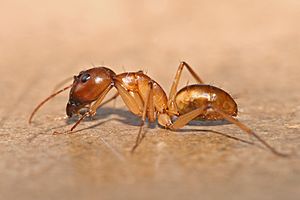 Camponotus sp Tanaemyrmex