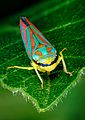 Candy-striped Leafhopper Insect - Grant Peier