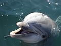 Dolphin Encounter-9563