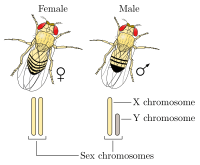 Drosophila XY sex-determination