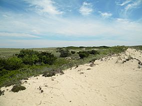 Dunes at Amagansett National Wildlife Refuge. (11672014663).jpg