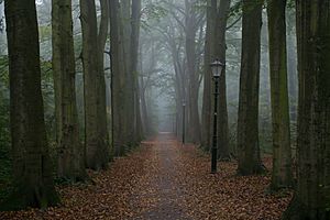 Foggy Path (21933709055)