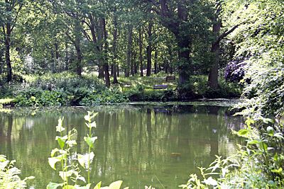 The Lower Pond in June