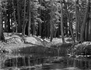 Lodgepole Pines photo by Ansel Adams
