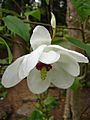 Magnolia wilsonii1UME
