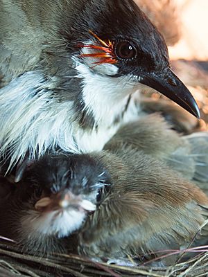 Red-Whiskered Bulbul with Chick