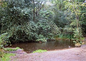 Rowhill Nature Reserve Pond.jpg