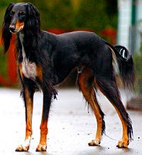 Saluki dog breed