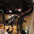 Skeleton of Apatosaurus ajax