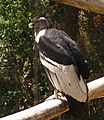 Vultur gryphus -Taronga Zoo, Australia-8a