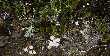 Ageratina tinifolia - Páramo de Ocetá